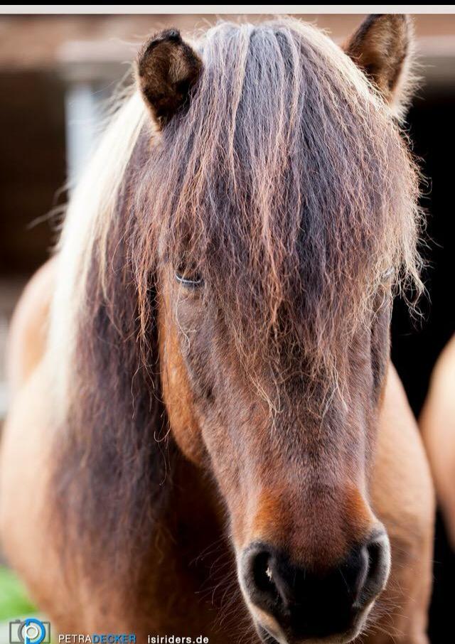 Eitill frá Hala Portrait