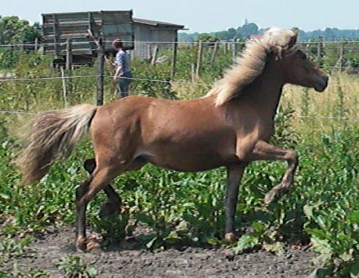 Gola von Goldach