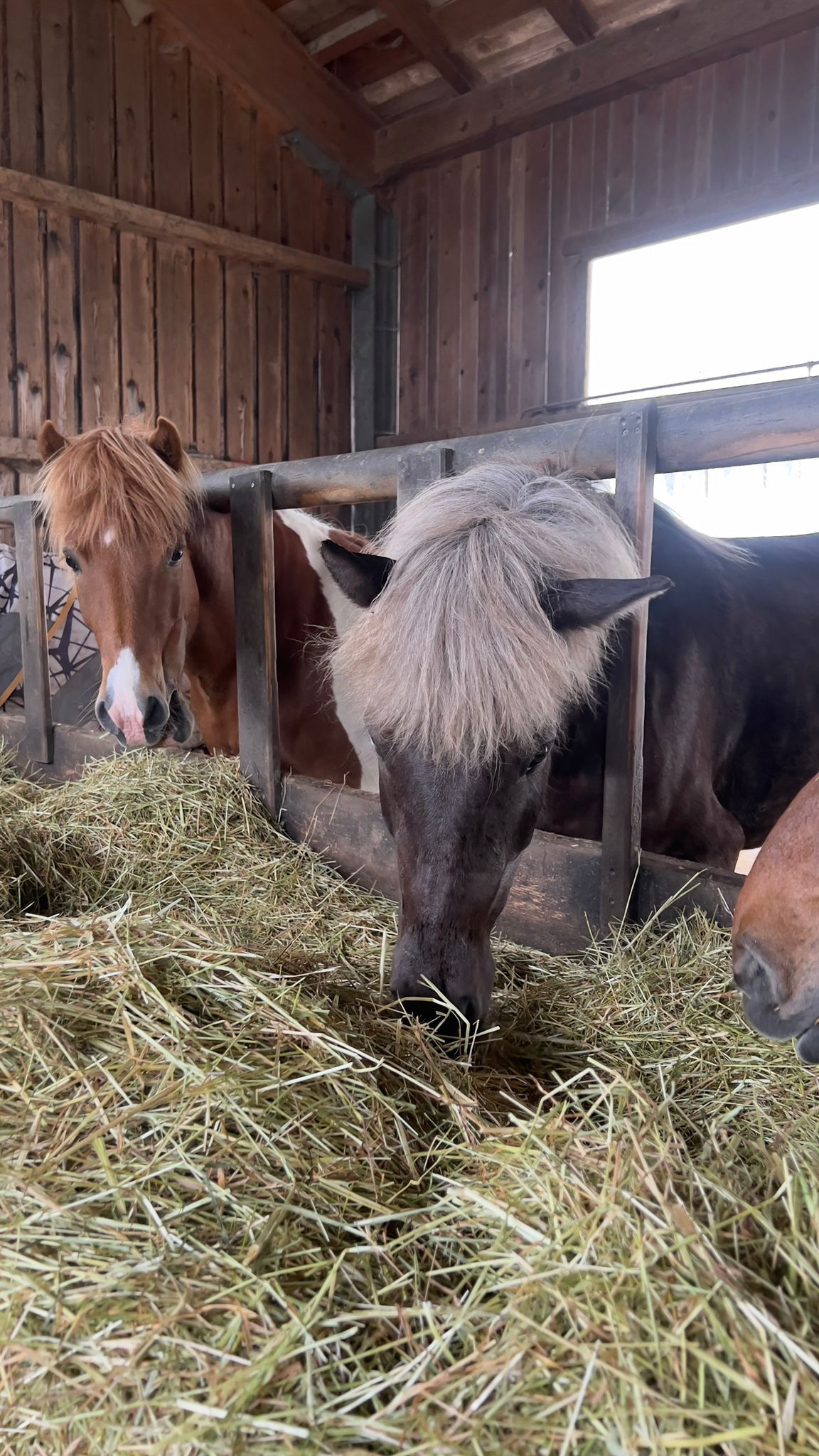 Stall und Pferde